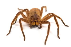 Heteropoda javana
